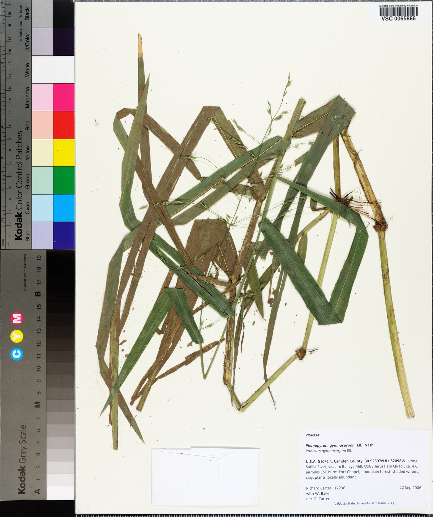 Phanopyrum gymnocarpon image