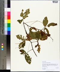 Cuscuta compacta image