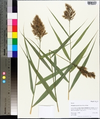 Phragmites australis image