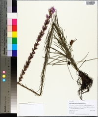 Liatris elegantula image