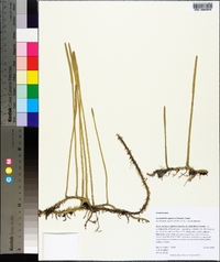 Lycopodiella appressa image