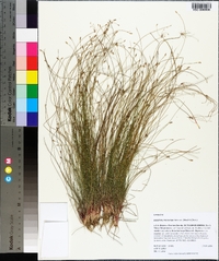 Eleocharis microcarpa image