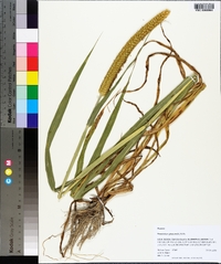 Pennisetum glaucum image