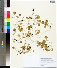 Hydrocotyle verticillata image