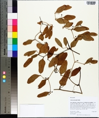 Smilax auriculata image