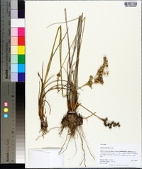 Juncus scirpoides image