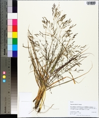 Eragrostis elliottii image