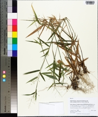 Panicum commutatum image