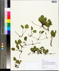 Centella asiatica image