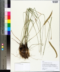 Ctenium aromaticum image