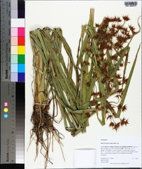 Rhynchospora corniculata image
