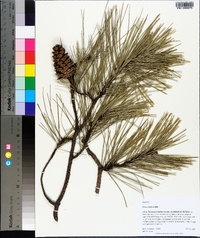 Pinus echinata image