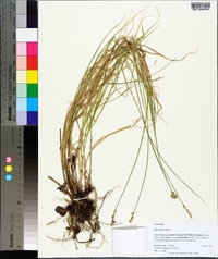 Carex longii image