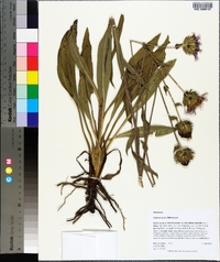 Stokesia laevis image