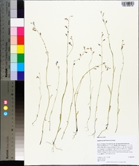 Lobelia nuttallii image