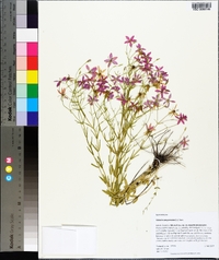 Sabatia campanulata image