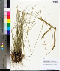 Ctenium aromaticum image