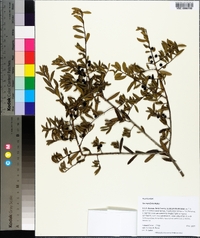 Ilex myrtifolia image