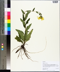 Silphium asteriscus image