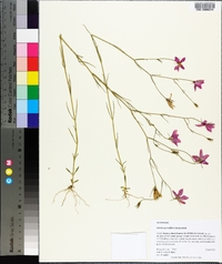 Sabatia grandiflora image