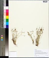 Cyperus hemioccidentalis image