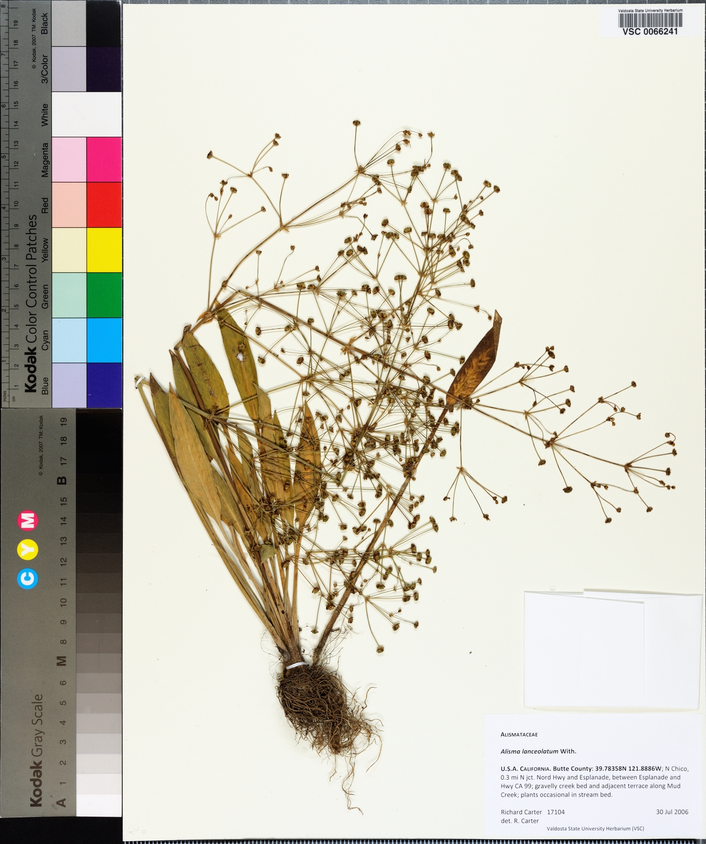 Alisma lanceolatum image