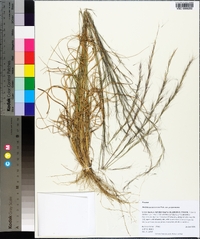 Aristida purpurascens image