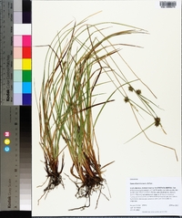 Carex elliottii image