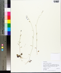 Lobelia nuttallii image