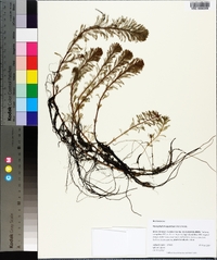 Myriophyllum aquaticum image