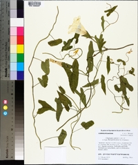 Calystegia sepium var. limnophila image