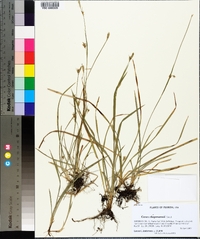 Carex chapmanii image