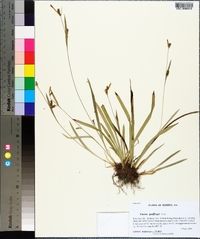 Carex godfreyi image