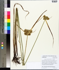 Cyperus drummondii image