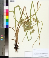 Cyperus virens image