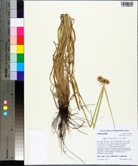 Cyperus virens image