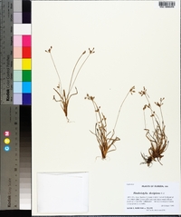 Fimbristylis decipiens image