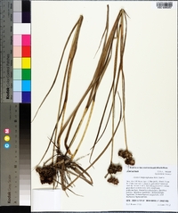 Juncus megacephalus image