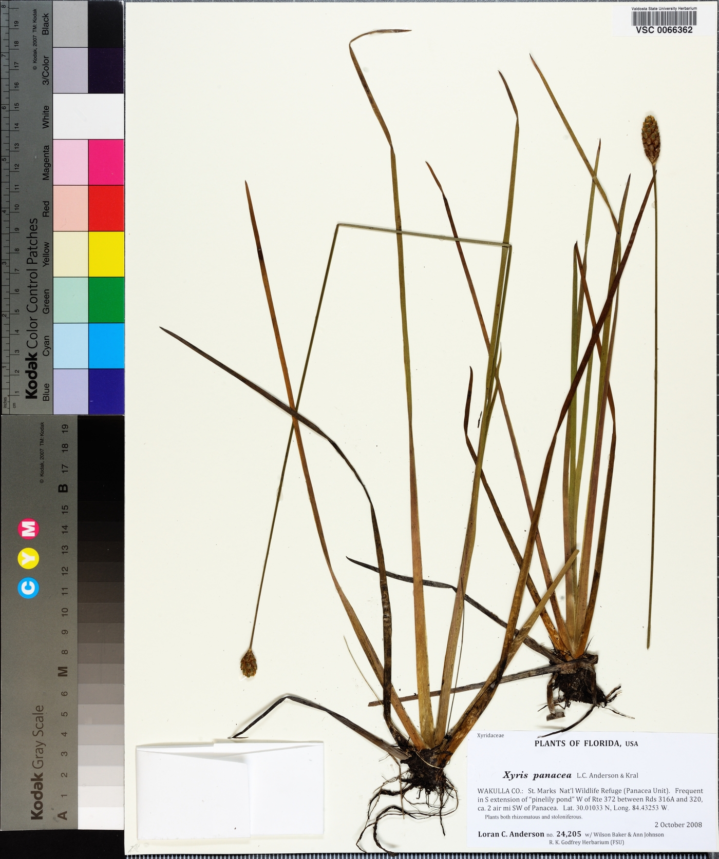 Xyris panacea image