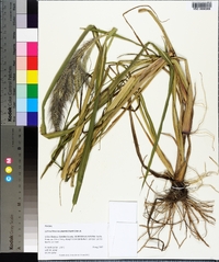 Echinochloa crus-pavonis image