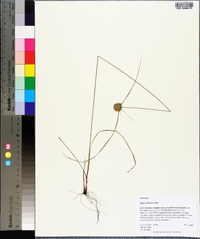 Cyperus filiculmis image
