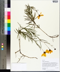 Coreopsis delphiniifolia image