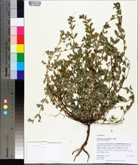 Chamaesyce hyssopifolia image