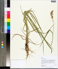 Cenchrus echinatus image