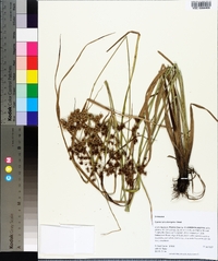 Cyperus pseudovegetus image