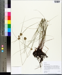 Cyperus filiculmis image