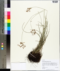 Fimbristylis puberula image