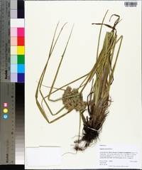 Cyperus virens image