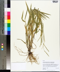 Urochloa platyphylla image