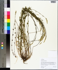 Polygala boykinii image